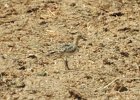 Buff-breasted Sandpiper (25)