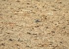 Buff-breasted Sandpiper (32)