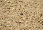 Buff-breasted Sandpiper (36)