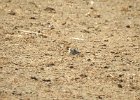 Buff-breasted Sandpiper (40)