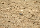 Buff-breasted Sandpiper (41)