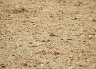 Buff-breasted Sandpiper (49)