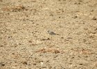 Buff-breasted Sandpiper (50)