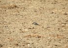 Buff-breasted Sandpiper (51)