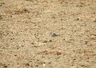 Buff-breasted Sandpiper (52)