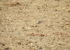 Buff-breasted Sandpiper (53)