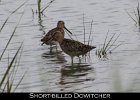 031 - 338 Short-billed Dowitcher