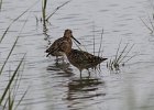 101Short-billed Dowitcher