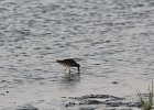 Short-billed Dowitcher (13)