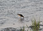 Short-billed Dowitcher (14)