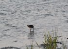Short-billed Dowitcher (15)