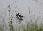 Short-billed Dowitcher (16)