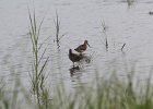 Short-billed Dowitcher (17)