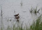 Short-billed Dowitcher (18)