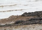 Short-billed Dowitcher (19)