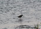 Short-billed Dowitcher (2)
