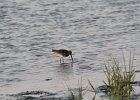 Short-billed Dowitcher (4)