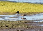 Short-billed Dowitcher (6)