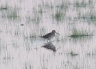 Short-billed Dowitcher (7)
