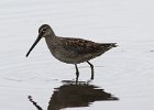 101Long-billed Dowitcher