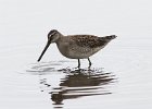 102Long-billed Dowitcher