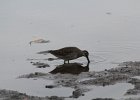 Long-billed Dowitcher (1)