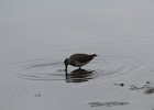 Long-billed Dowitcher (10)