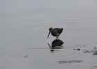 Long-billed Dowitcher (11)