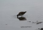 Long-billed Dowitcher (12)