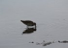 Long-billed Dowitcher (13)
