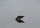 Long-billed Dowitcher (14)