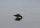 Long-billed Dowitcher (17)