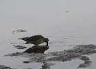 Long-billed Dowitcher (2)