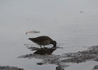 Long-billed Dowitcher (3)