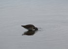 Long-billed Dowitcher (38)
