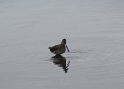 Long-billed Dowitcher (39)