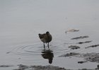 Long-billed Dowitcher (4)