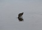 Long-billed Dowitcher (40)