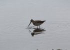 Long-billed Dowitcher (42)