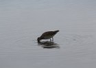 Long-billed Dowitcher (43)