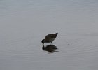 Long-billed Dowitcher (44)
