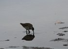 Long-billed Dowitcher (5)