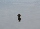 Long-billed Dowitcher (50)