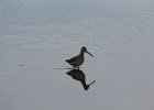 Long-billed Dowitcher (51)