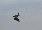 Long-billed Dowitcher (52)