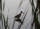 Long-billed Dowitcher (53)