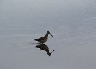 Long-billed Dowitcher (54)