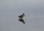 Long-billed Dowitcher (55)