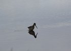 Long-billed Dowitcher (56)