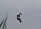 Long-billed Dowitcher (57)